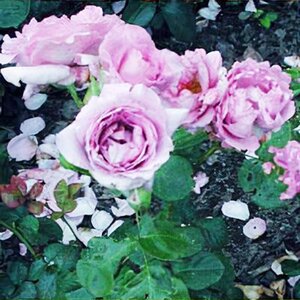 Rosa Harry Edland