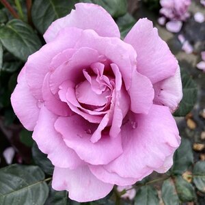 Rosa Harry Edland