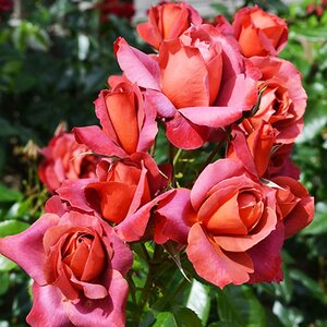 Rosa Hot Chocolate