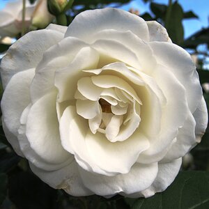 Rosa Iceberg