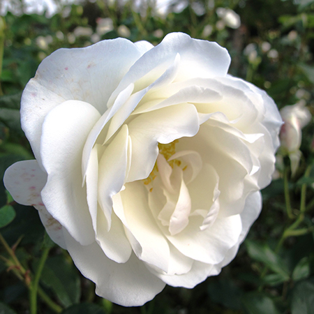 Rosa Iceberg