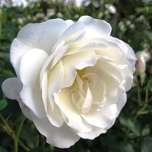 Rosa Iceberg