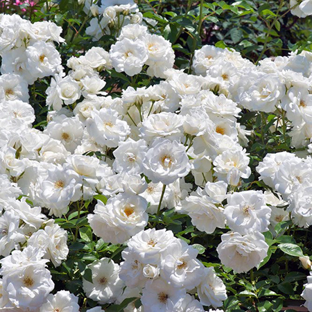 Rosa Iceberg