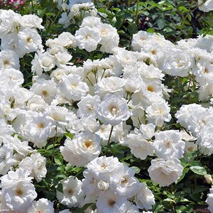 Rosa Iceberg