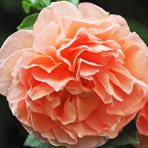 Rosa Its a Wonderful Life