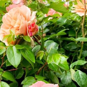 Rosa Its a Wonderful Life