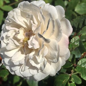 Rosa Little White Pet