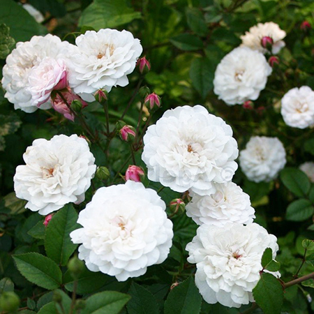 Rosa Little White Pet
