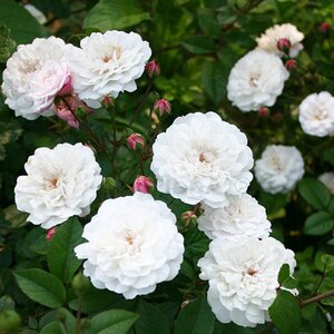 Rosa Little White Pet