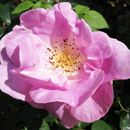 Rosa Lucky