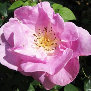 Rosa Lucky