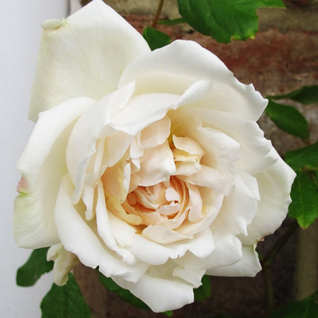 Rosa Madame Alfred Carriere