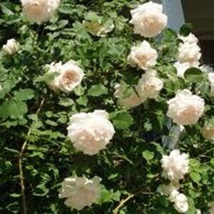 Rosa Madame Alfred Carriere
