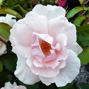Rosa Many Happy Returns