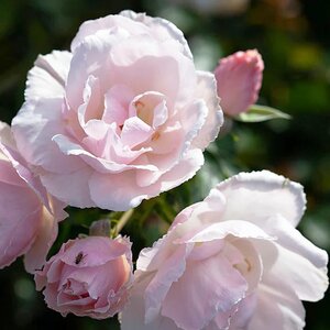 Rosa Many Happy Returns