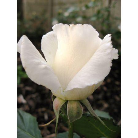 Rose Margaret Merril