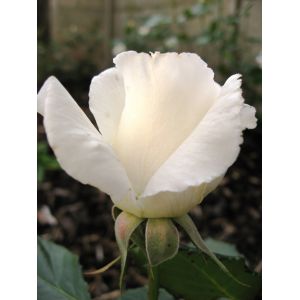 Rose Margaret Merril