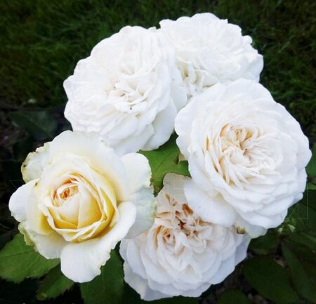 Rosa Mary Berry