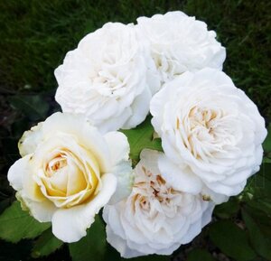 Rosa Mary Berry