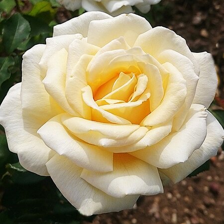 Rosa Mary Berry
