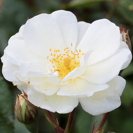 Rosa Moonlight