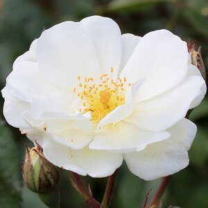 Rosa Moonlight