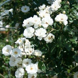Rosa Moonlight