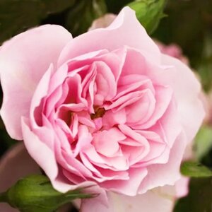 Rosa Natasha Richardson