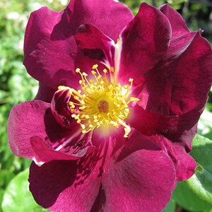 Rosa Night Owl