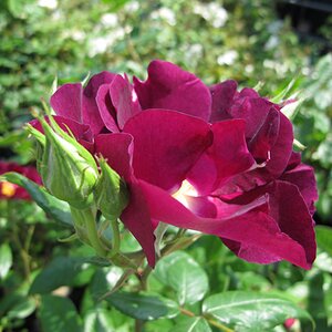 Rosa Night Owl