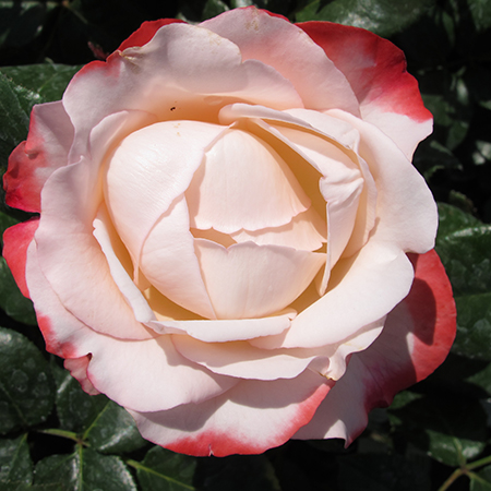 Rosa Nostalgia
