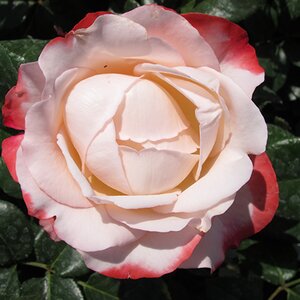 Rosa Nostalgia