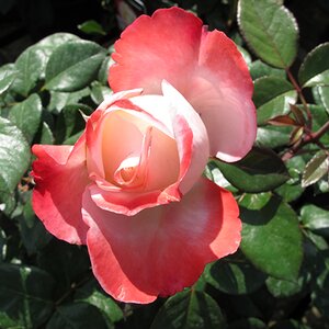 Rosa Nostalgia