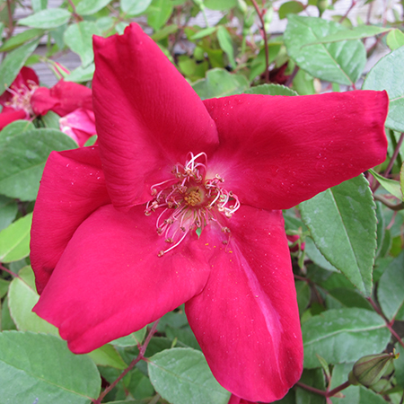 ROsa odorata Bengal Crimson