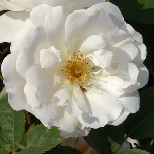 Rosa Penelope