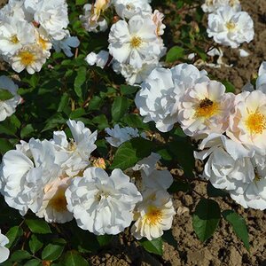 Rosa Penelope