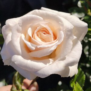 Rosa Penny Lane
