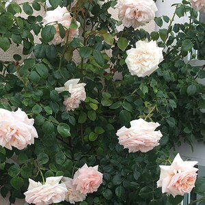 Rosa Penny Lane