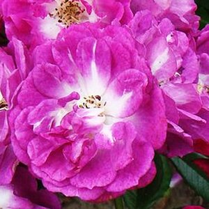 Rosa Perennial Blue