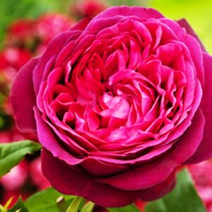 Rosa Pure Poetry