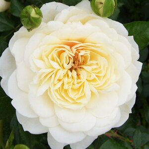 Rosa Queens Jubilee