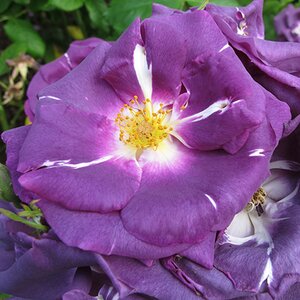 Rosa Rhapsody in Blue
