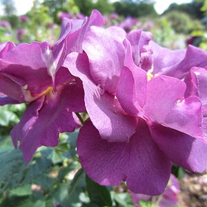 Rosa Rhapsody in Blue