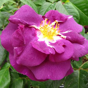 Rosa Rhapsody in Blue