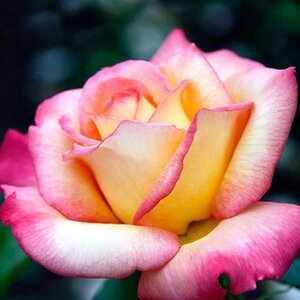 Rosa Shieilas perfume