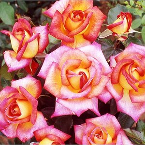 Rosa Shieilas perfume