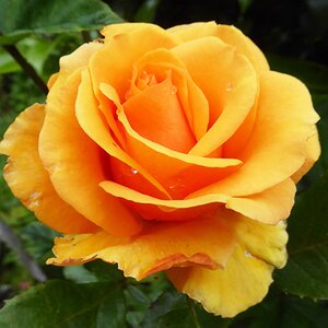 Rosa Simply the Best