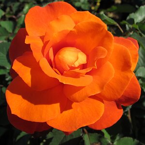Rosa Super Trouper
