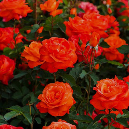 Rosa Super Trouper