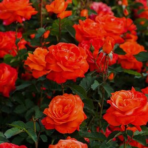 Rosa Super Trouper